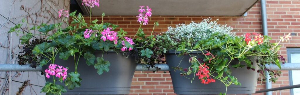 blomster til altan