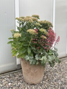 Sankthansurt gartner råd om plantning og pasning