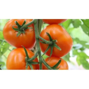 Øko Gourmet Tomater fra Toftegaard