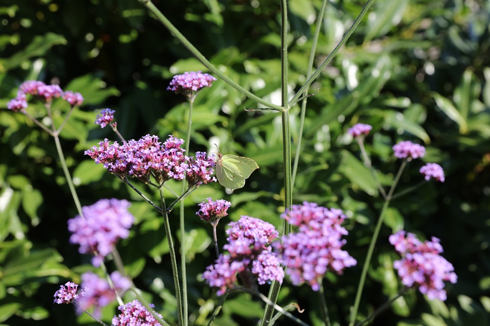 Kæmpe Verbena - Gug Planteskole