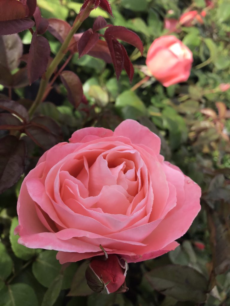 lyserøde roser