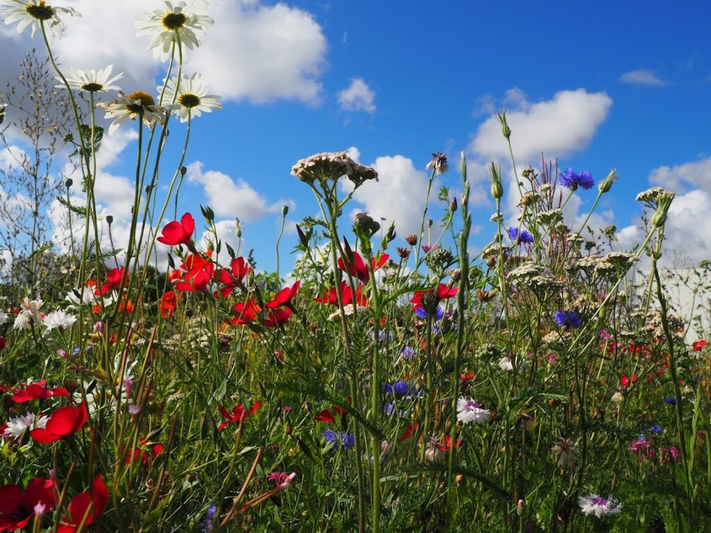 blomstereng med vilde blomster