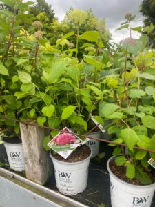 Pink annabelle træagtig hortensia