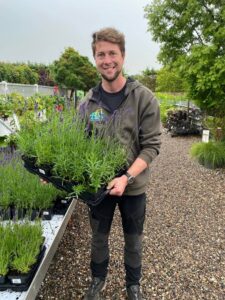 Lavendel Hidcote Blue Gug Planteskole