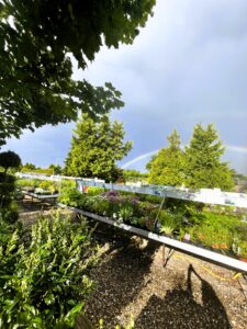 Havens Dag - årets bedste plantetid