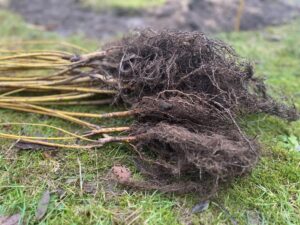 Barrodsplanter til hække - stort udvalg