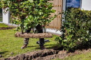 bøg hæk - nem hæk